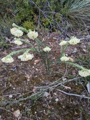 Pimelea octophylla