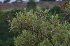 Terminalia sericea