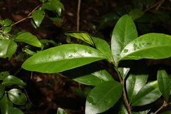 Croton acronychioides