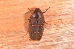 Phymatostetha