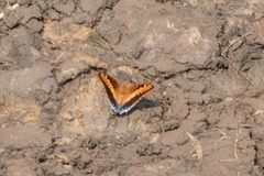Charaxes
