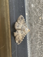 Polydesma boarmoides