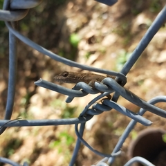 Anolis nebulosus