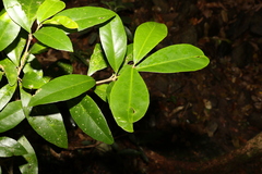Croton acronychioides