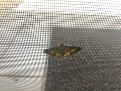 Polydesma boarmoides