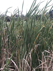 Typha orientalis