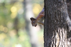 Sciurus vulgaris