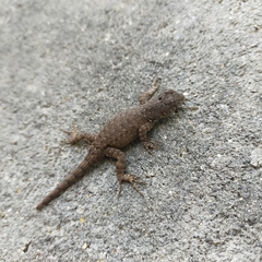 Sceloporus nelsoni