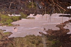 Erythromyces crocicreas