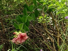Allamanda blanchetii