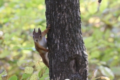 Sciurus vulgaris