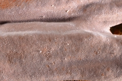 Erythromyces crocicreas