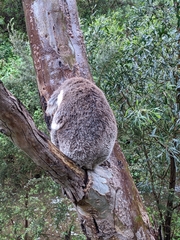 Phascolarctos cinereus