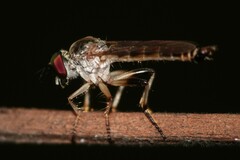 Ommatiini
