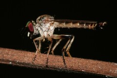 Ommatiini