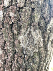 Lasiocampoidea