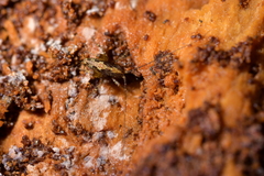 Pleioplectron hudsoni