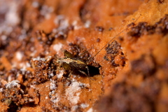 Pleioplectron hudsoni