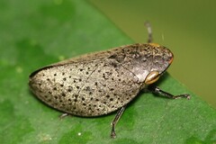 Plinia punctipennis