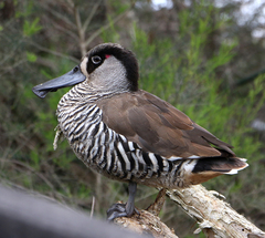 Malacorhynchus membranaceus