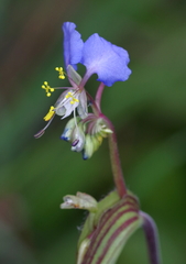 Commelina schweinfurthii