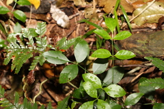 Pandorea jasminoides