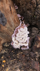 Chondrostereum purpureum