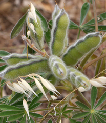 Lupinus cosentinii