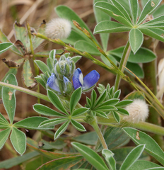 Lupinus cosentinii