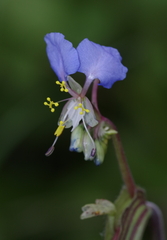 Commelina schweinfurthii