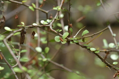Elaeocarpus hookerianus