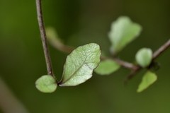 Elaeocarpus hookerianus