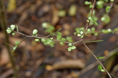 Elaeocarpus hookerianus