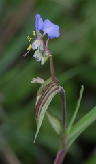 Commelina schweinfurthii