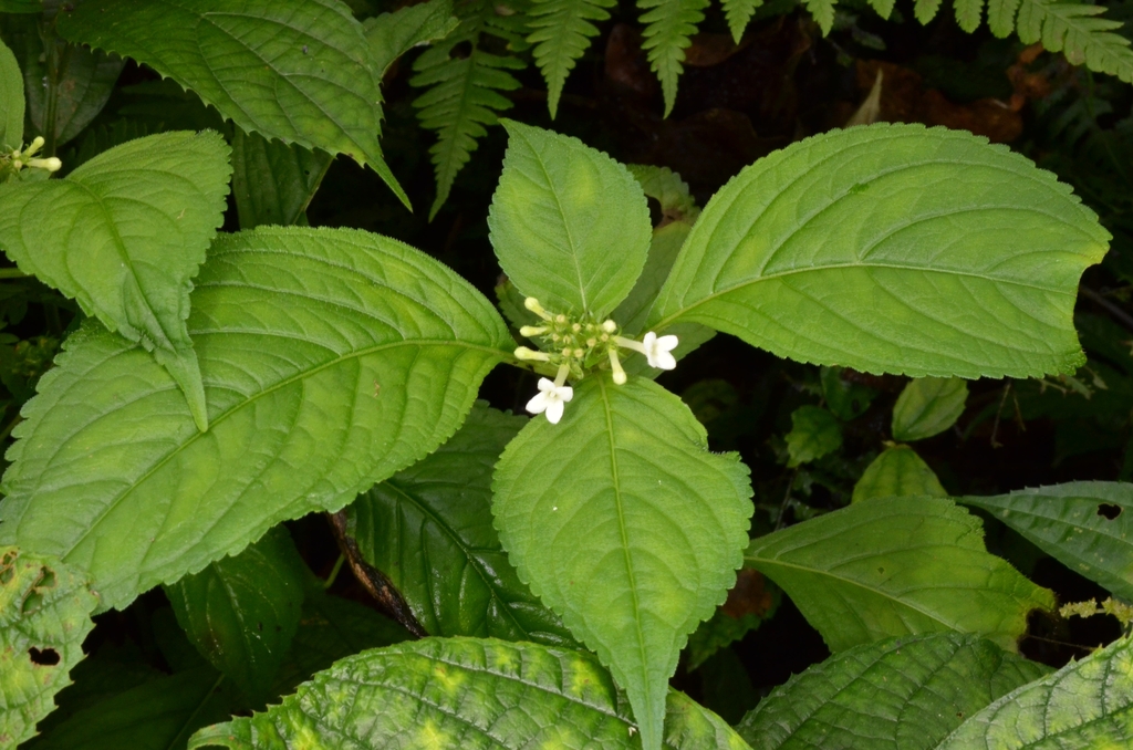 Carlemannia tetragona