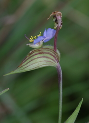 Commelina schweinfurthii