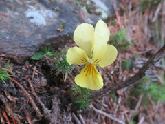 Viola lutea sudetica