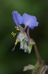 Commelina schweinfurthii