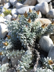 Helichrysum retortum
