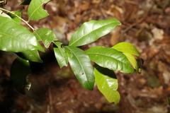Cryptocarya sclerophylla