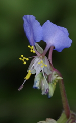Commelina schweinfurthii