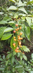 Picramnia antidesma