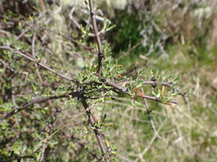 Olearia bullata