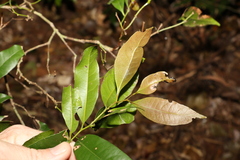 Cryptocarya sclerophylla