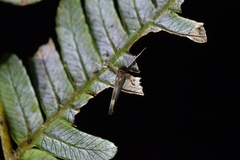Stathmopoda coracodes