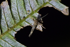 Stathmopoda coracodes