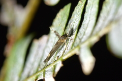 Stathmopoda coracodes