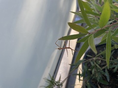 Anchiale austrotessulata