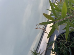 Anchiale austrotessulata