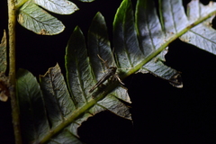 Stathmopoda coracodes